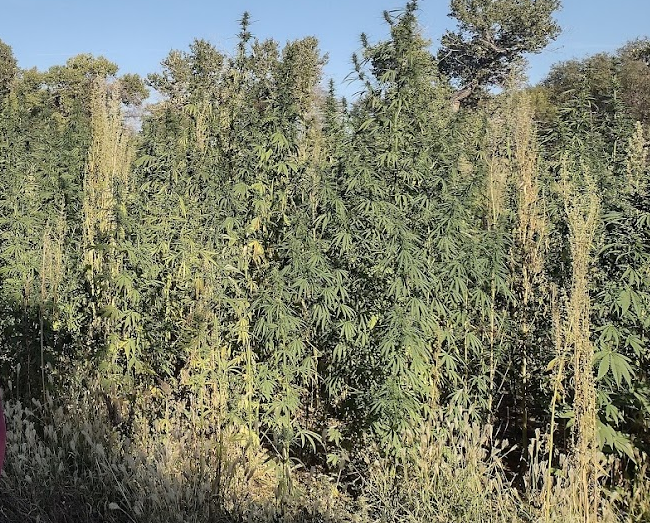 Hemp Field